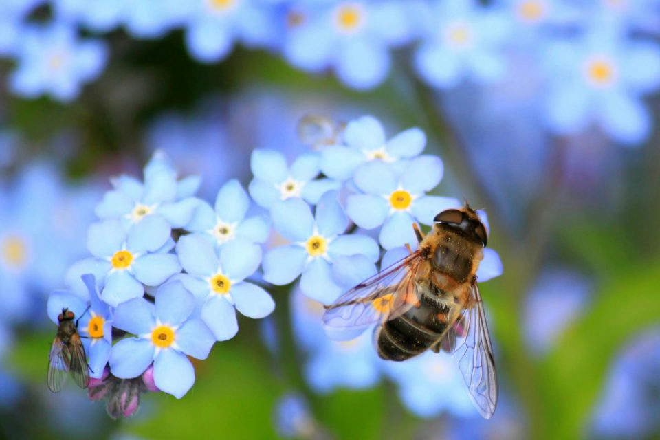 Forget me nots with a bee on.