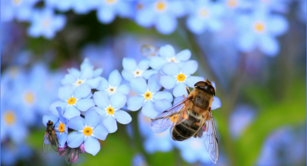 Forget me nots with a bee on.