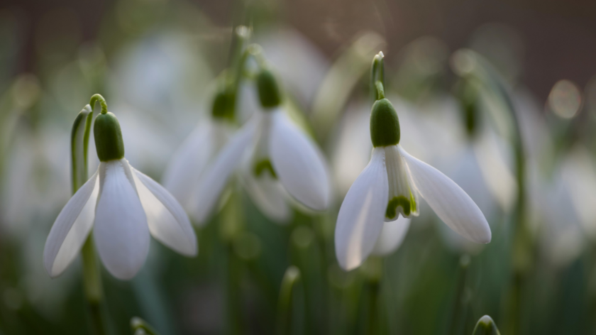 Snowdrop flowers.