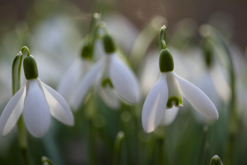 Snowdrop flowers.