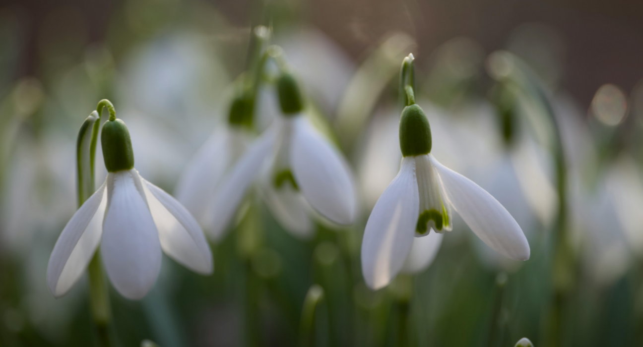 Snowdrop flowers.