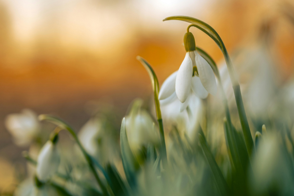 Snowdrop flower with orange blurry background.