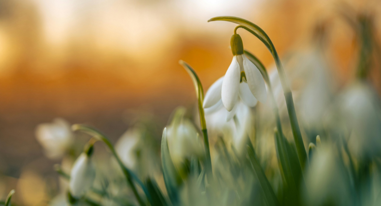 Snowdrop flower with orange blurry background.