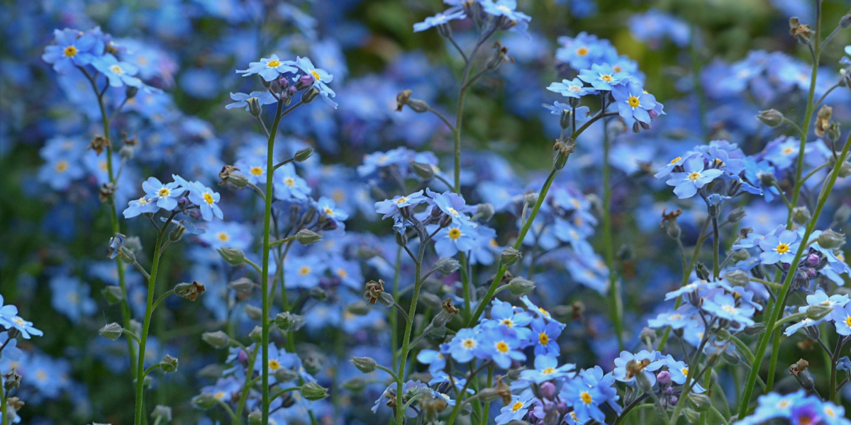 Blue forget me nots in a field.