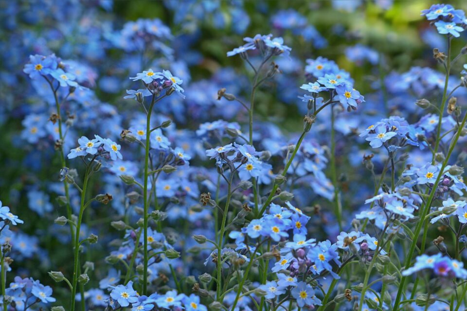 Blue forget me nots in a field.