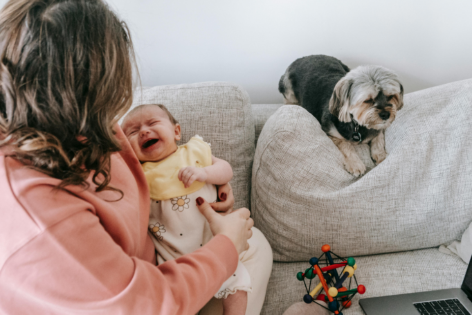 A baby is crying in their mum's arms. They are sat on a sofa and the mum has a baby toy and laptop next to her. There is also the family dog laying on the back of the sofa.