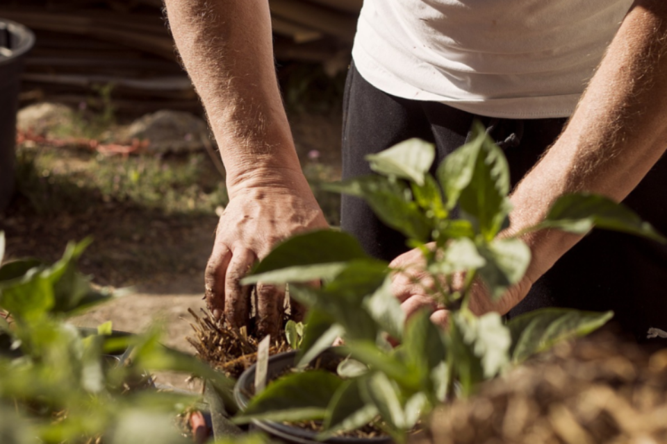 Close up of someone kneeling down planting a plant in the soil.