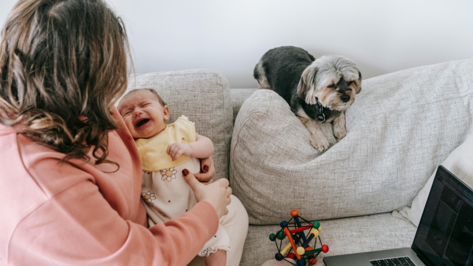 A baby is crying in their mum's arms. They are sat on a sofa and the mum has a baby toy and laptop next to her. There is also the family dog laying on the back of the sofa.