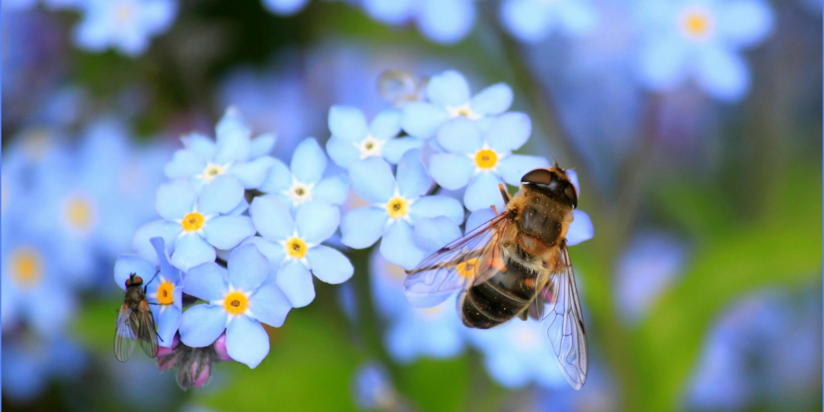 Forget me nots with a bee on.