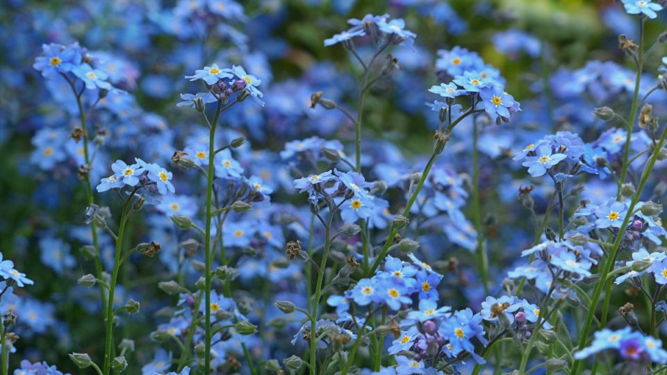 Blue forget me nots in a field.