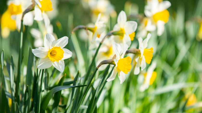 A close up shot of white and yellow daffodils