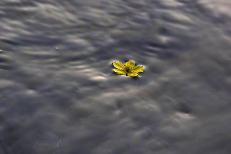 Yellow flower floating on water.