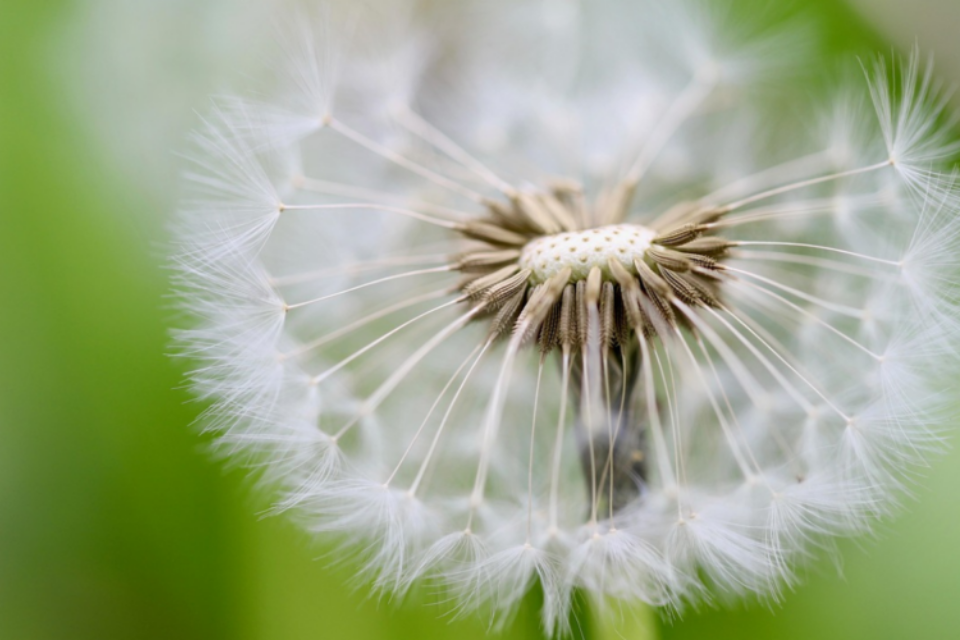 Close up of a dandelion.