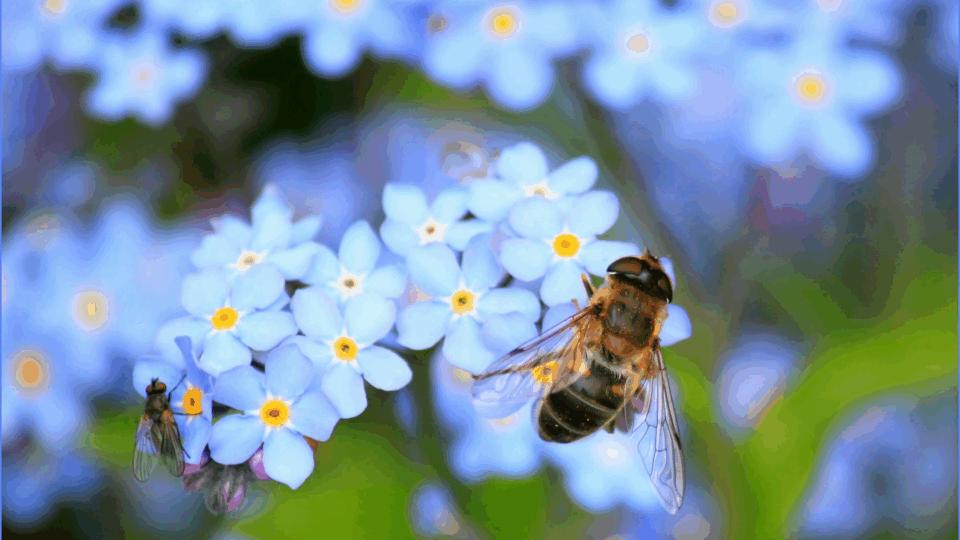Forget me nots with a bee on.