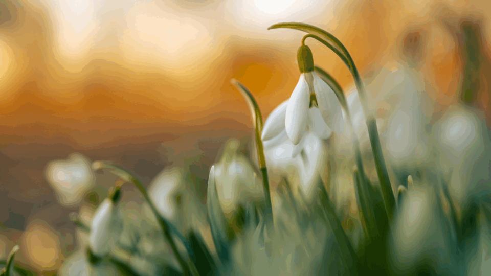 Snowdrop flower with orange blurry background.
