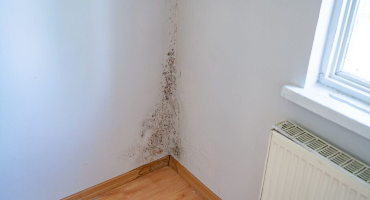 A corner of a wall showing a dark mould growing up the wall, next to a radiator and window.