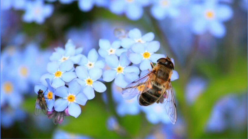 A honey bee is sat atop a bunch of forget-me-not flowers