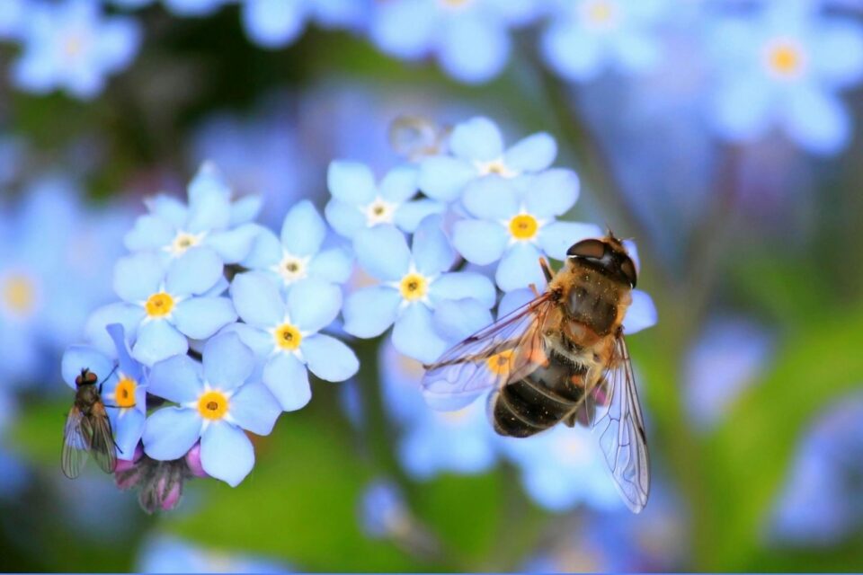 A honey bee is sat atop a bunch of forget-me-not flowers