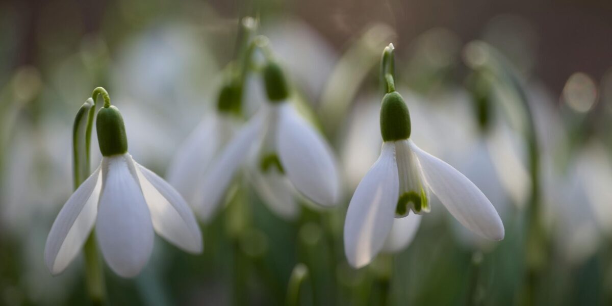 A close-up macro shot of snowdrops