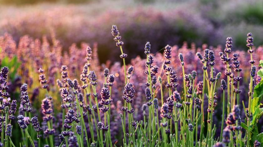 Lavender lit from behind in a field, a macro shot of the first few pieces