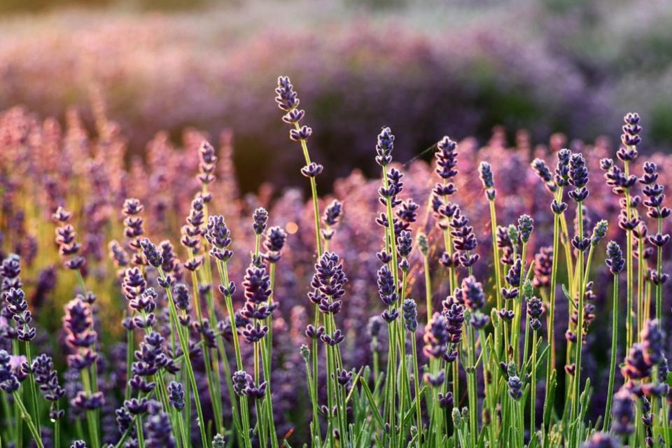 Lavender lit from behind in a field, a macro shot of the first few pieces