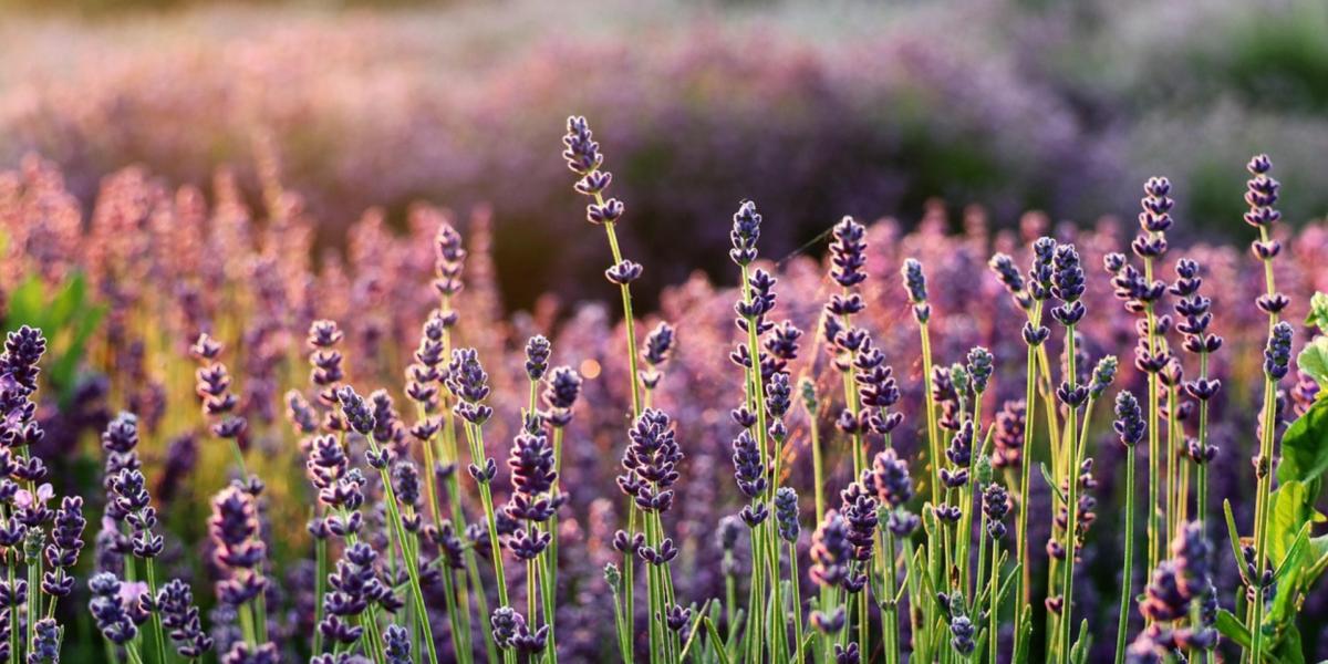 Lavender lit from behind in a field, a macro shot of the first few pieces