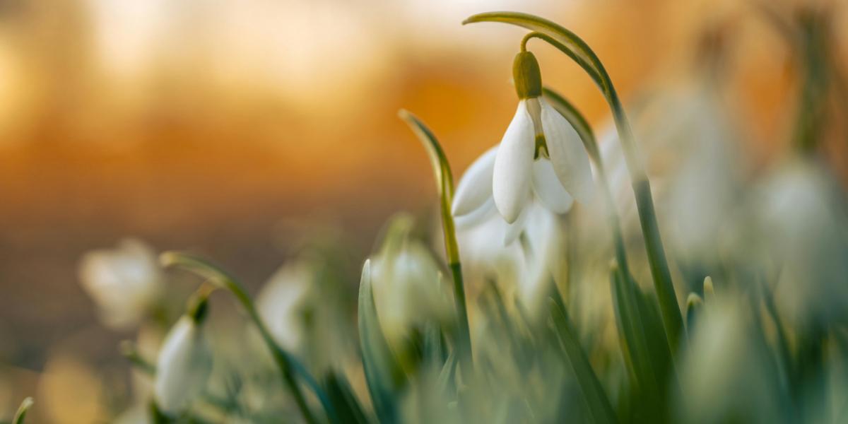 Snowdrop flower with orange blurry background.
