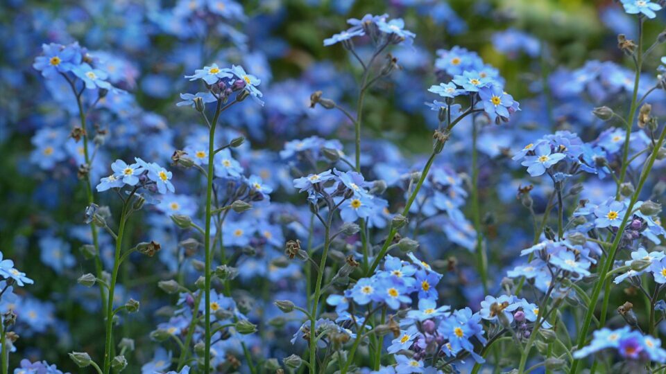 Blue forget me nots in a field.