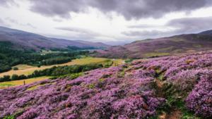 Landscape image of colourful purple Scottish moors over rolling green hills. The sky is cloudy and grey.
