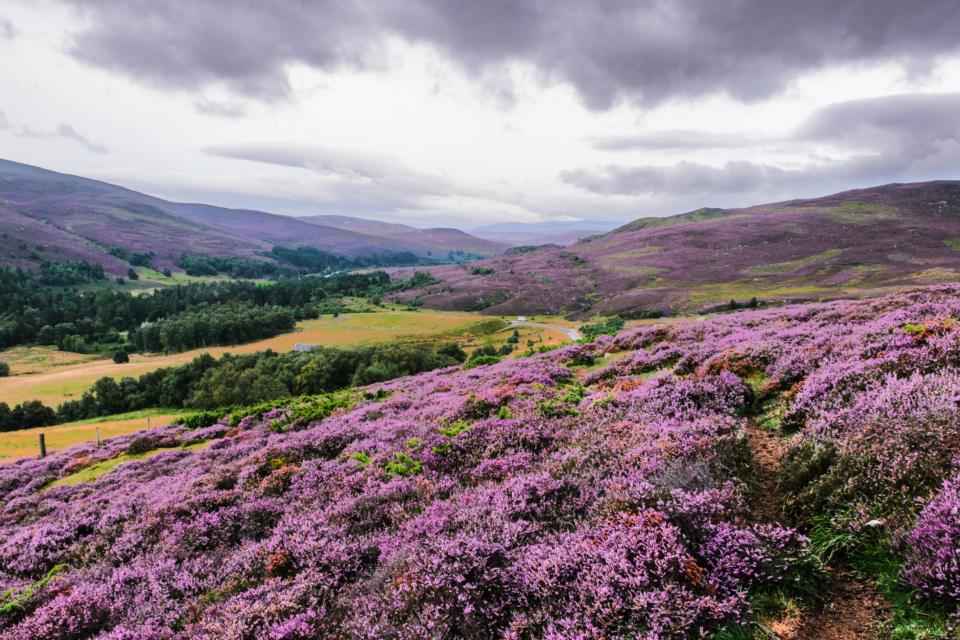 Landscape image of colourful purple Scottish moors over rolling green hills. The sky is cloudy and grey.