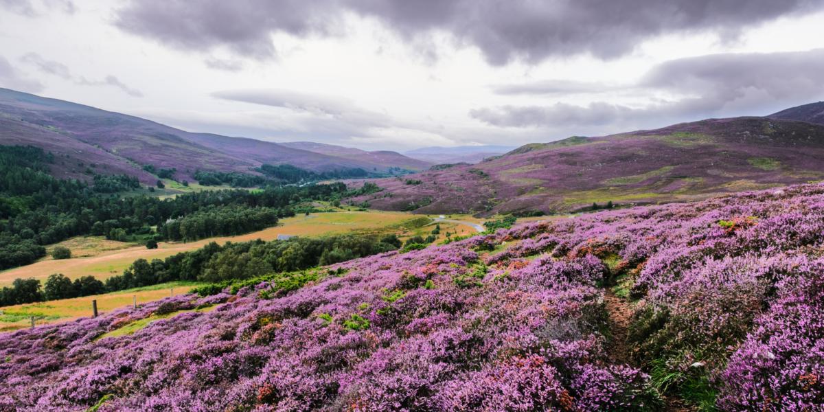 Landscape image of colourful purple Scottish moors over rolling green hills. The sky is cloudy and grey.