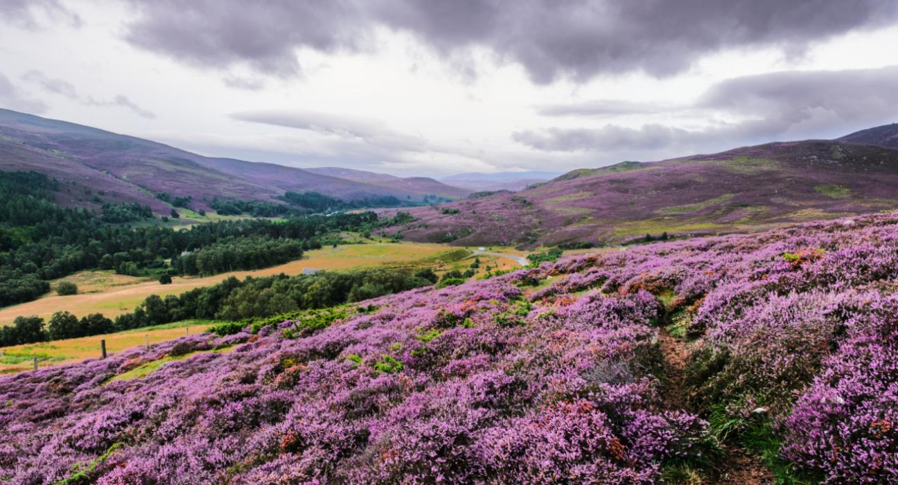 Landscape image of colourful purple Scottish moors over rolling green hills. The sky is cloudy and grey.
