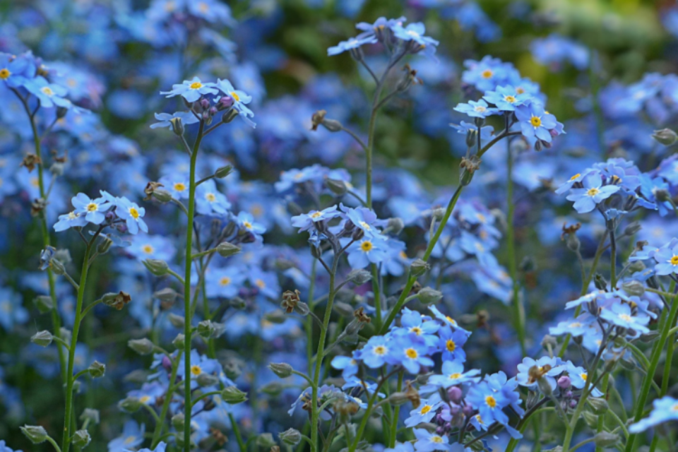 Blue forget me nots in a field.