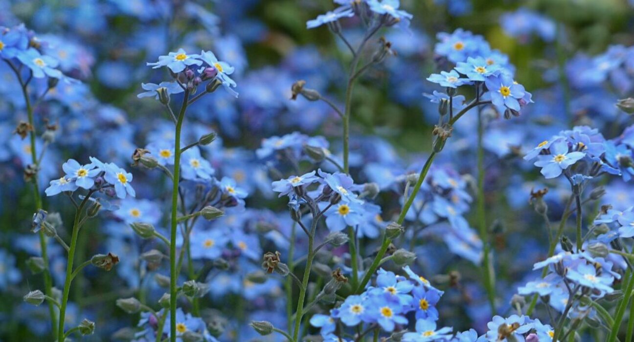 Blue forget me nots in a field.