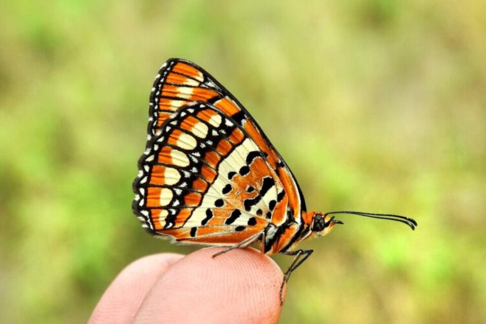 Red butterfly sitting one someone's fingertips.