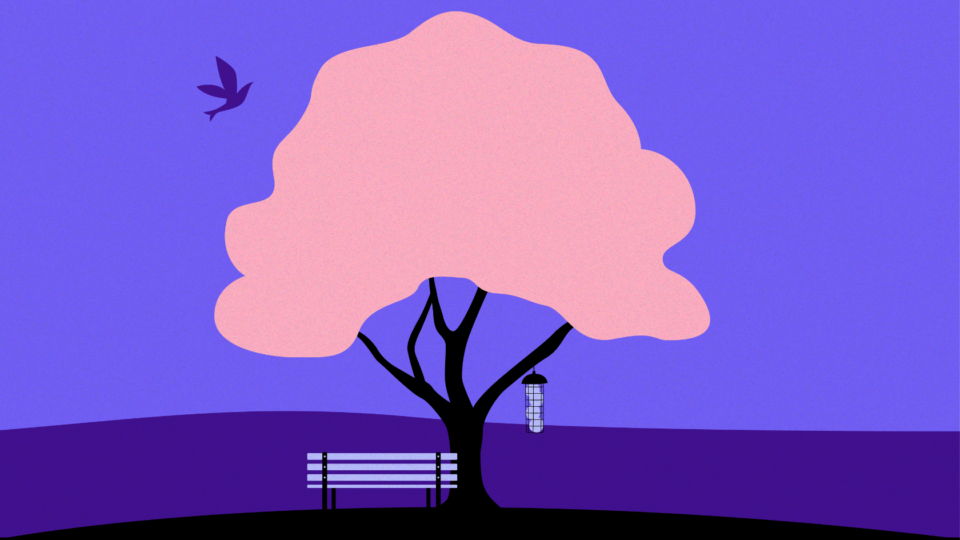 Illustration of a pink blossom tree with a bench in front of it and a bird feeder hanging from it.