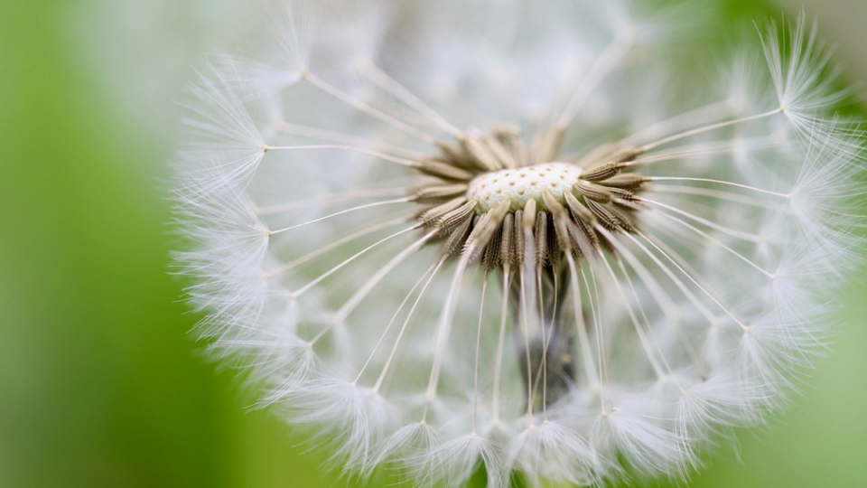 Close up of a dandelion.